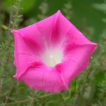 Pink_Morning_Glory_2500px