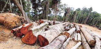 Allegations of illegal logging in Sook inaccurate and misleading – Zulkifli