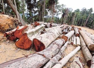 Allegations of illegal logging in Sook inaccurate and misleading – Zulkifli