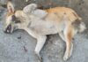 The Pesticides Act 1974 Does Not Authorise Killing Dogs – Read the Law