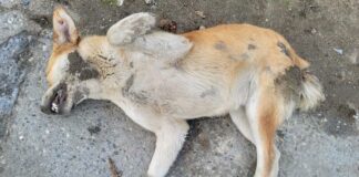The Pesticides Act 1974 Does Not Authorise Killing Dogs – Read the Law