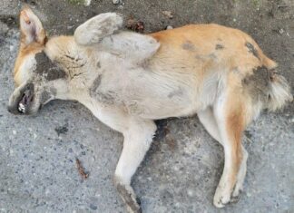 The Pesticides Act 1974 Does Not Authorise Killing Dogs – Read the Law
