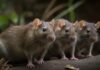 HANTAVIRUS: A PUBLIC SAFETY ALERT FOR EVERY SABAHAN