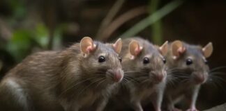 HANTAVIRUS: A PUBLIC SAFETY ALERT FOR EVERY SABAHAN