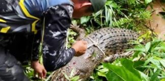 A 9.6-foot crocodile shot dead in Tawau