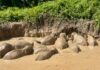 11 elephants rescued from abandoned water pool