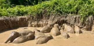 11 elephants rescued from abandoned water pool