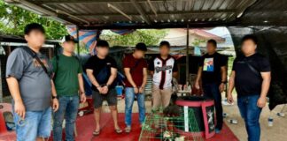 Cockfighting Bust: Three Arrested, Eight Roosters Recovered