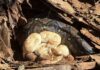 APM Sandakan rescues 2.5-meter reticulated python and recovers 14 eggs