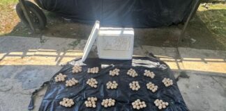 Sea turtle eggs worth RM3,000 seized in Tuaran