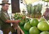 Sabah sasar 600 hektar penanaman avokado menjelang 2035