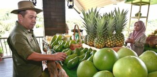 Sabah sasar 600 hektar penanaman avokado menjelang 2035