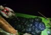 GAGAL DISELUDUP KELUAR, MARITIM ZON SANDAKAN RAMPAS 1700 PAKET MINYAK MASAK BERSUBSIDI