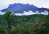 Sabah’s Forests Should First Benefit Sabahans