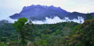 Sabah’s Forests Should First Benefit Sabahans