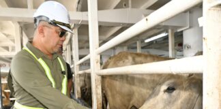 Sabah Receives 780 Beef Cattle from Australia