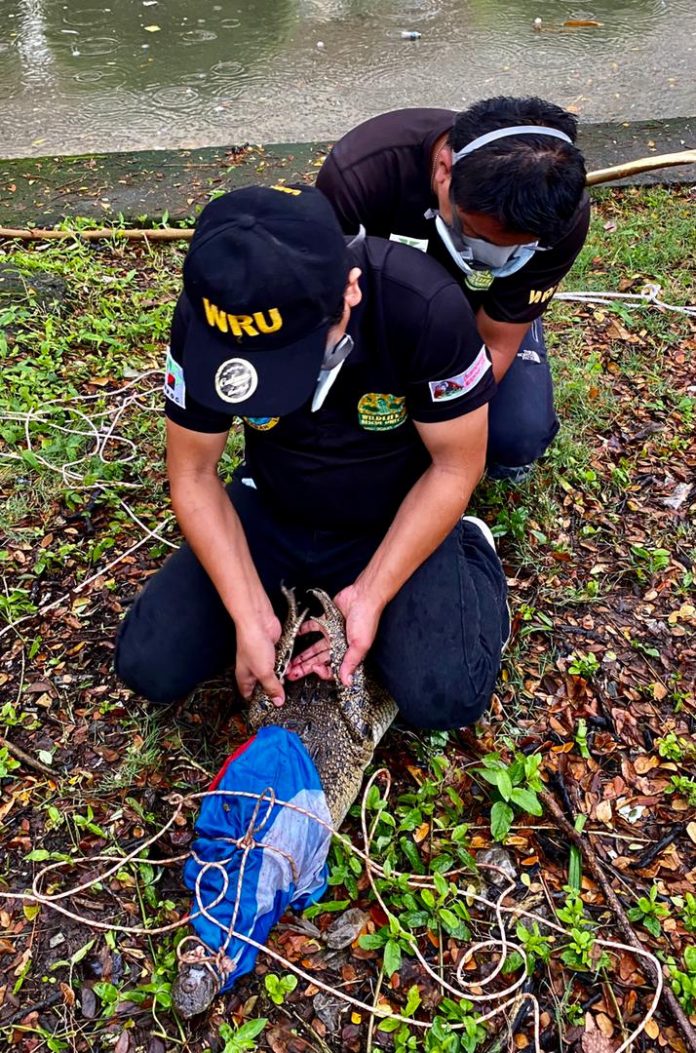 Finally captured...the crocodile that has been reported near Taman Ujana being restrained by the WRU team.