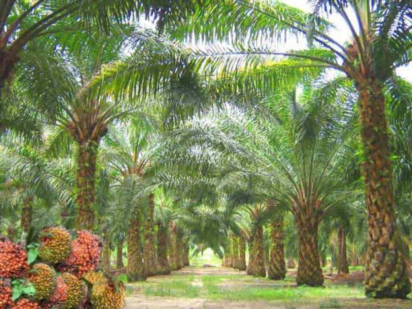 Gambar hiasan Gambar hiasan