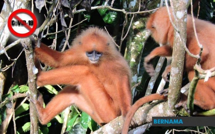 Lotong Merah, salah satu spesies primat Borneo yang endemik Lotong Merah, salah satu spesies primat Borneo yang endemik