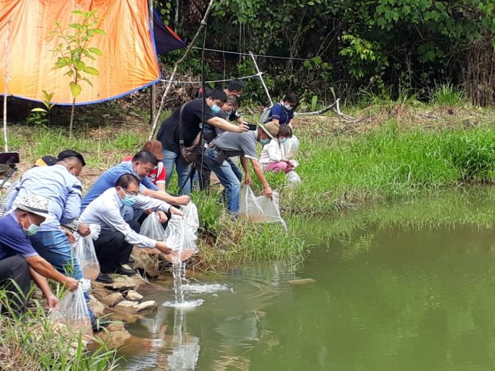 Mositun melepaskan 10,000 ekor ikan talapia di kampung Tanaki dalam kawasan Dun Limbahau