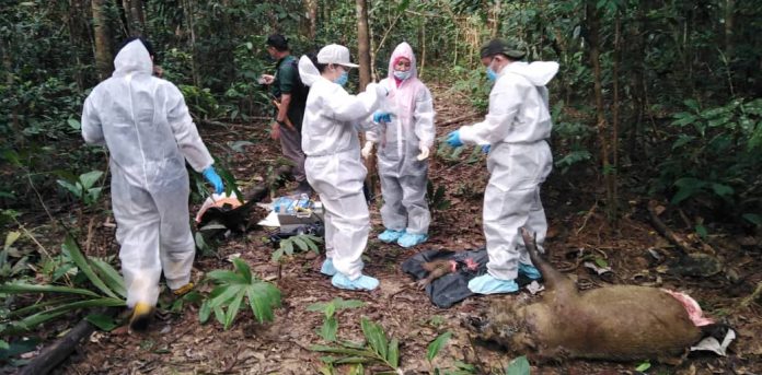 Taking samples from the corpse of a boar.