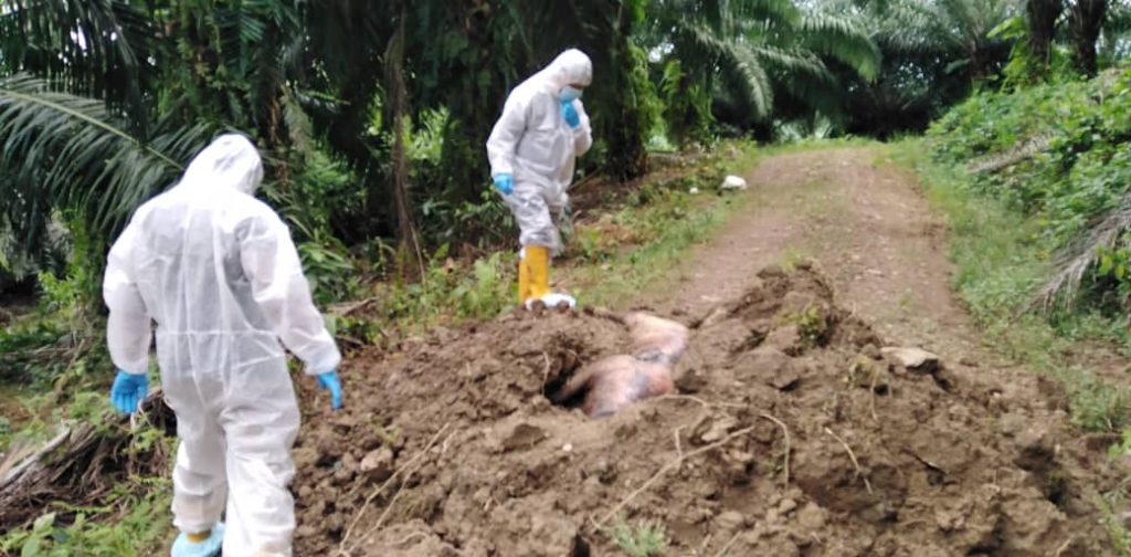 DVS taking samples from a wild pig carcass.