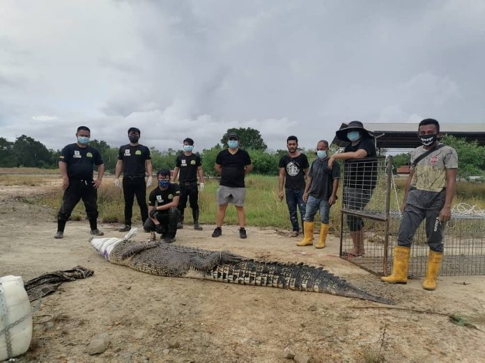 WRU captured this nearly 11 foot long crocodile in Beaufort on July 12.